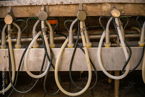 Schilderij op canvas Milking machine hoses and teat cups in dairy farm parlor