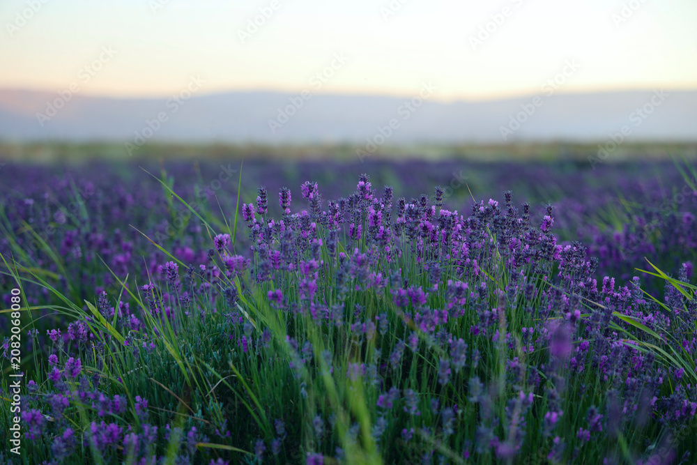 Obraz premium Scenic vista of a vast lavender field, sun setting behind distant mountains. Lavender field landscape at sunset with distant mountains lavender mountain Province France Provence