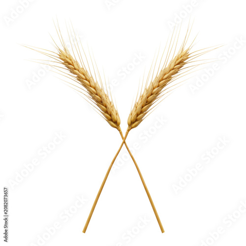 Two stalks of golden barley grain crossed in an x formation on a white background with sharp macro details and soft lighting agricultural harvest atmosphere