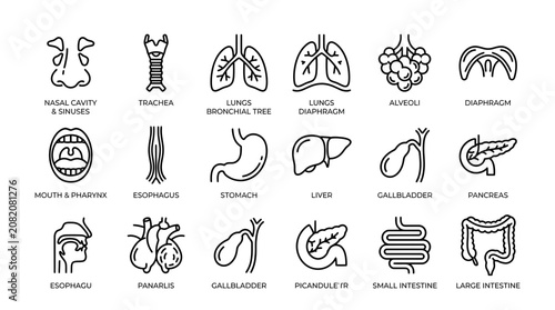 Tableau sur toile Human Anatomy Icons Set: Respiratory, Digestive, Circulatory Systems