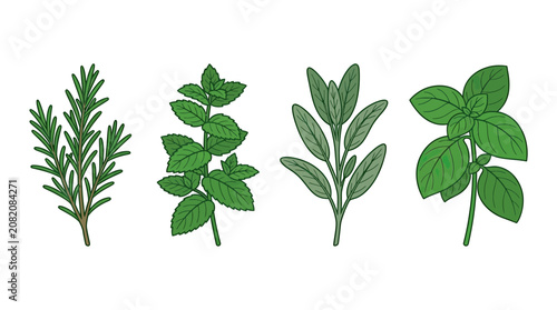 Foto Fresh Culinary Herbs Collection: Rosemary, Oregano, Sage, Basil