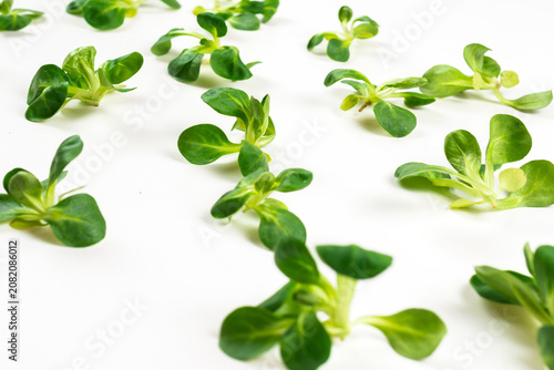 Mash salad on white background.