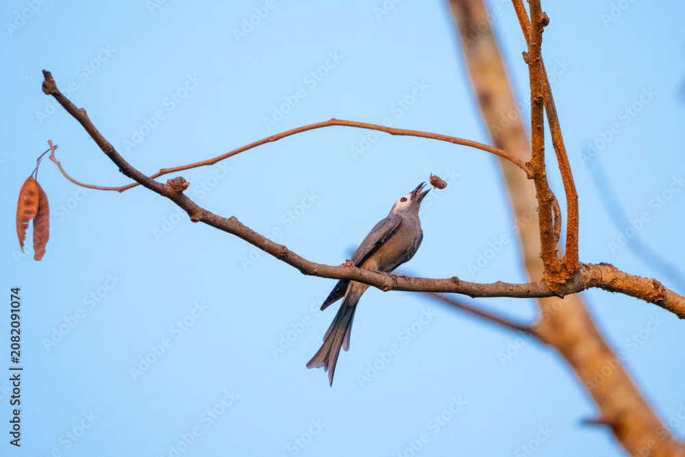 Fototapeta premium Bird branch tree sky beak animal nature wildlife feather perch