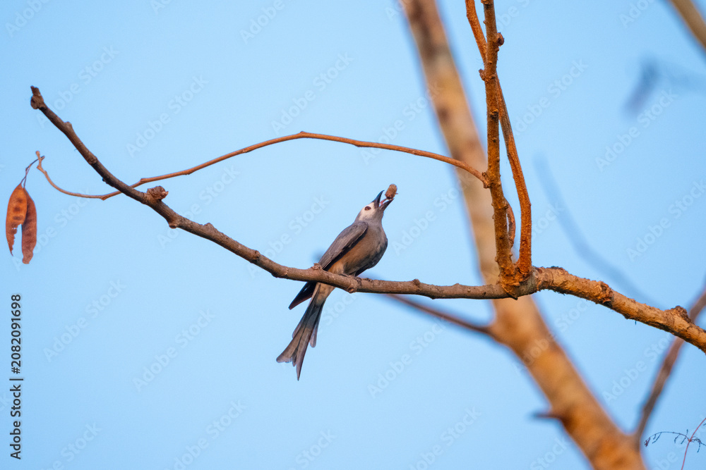 Fototapeta premium Bird branch tree sky feather beak perch wildlife nature blue bird perched on bare tree branch, small wild animal with gray feather and pointed beak against clear blue sky in natural habitat