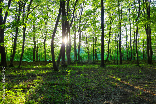 Obraz na plátně Bright sun rays pierce through the dense green crowns of trees in a picturesque forest
