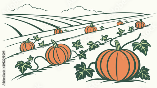 Vintage hand drawn pumpkin patch field illustration with autumn harvest atmosphere
