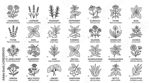 Photos Herbal Remedies Collection: Hand-Drawn Illustrations of Medicinal Plants