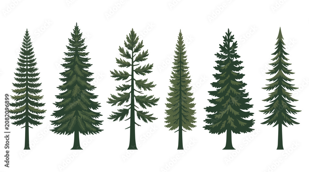 Fototapeta premium Collection of evergreen trees