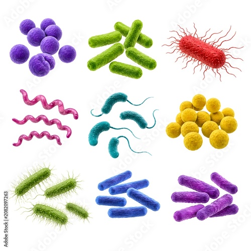Different types of bacteria are displayed in a grid. Each example has a unique shape and color. This shows the diversity of microorganisms found in nature and their forms