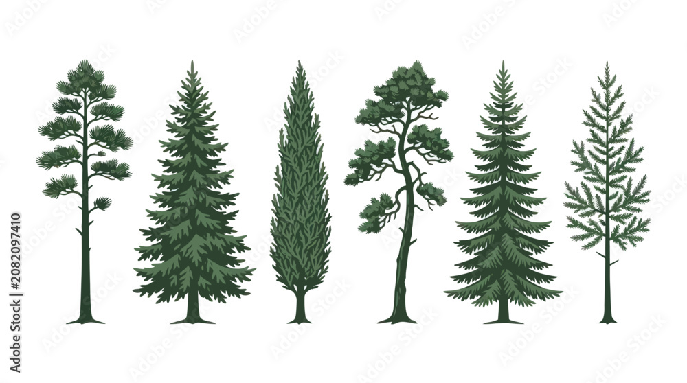 Obraz premium Diverse conifer tree collection illustration