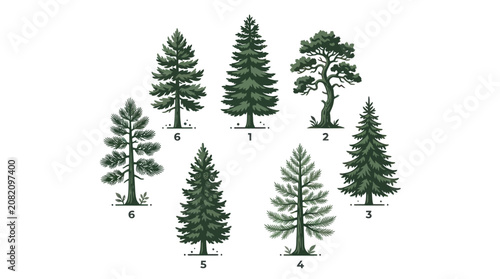 Diverse collection of coniferous trees