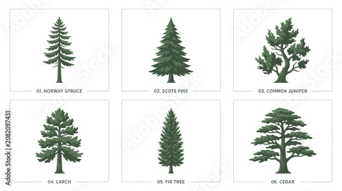 Diverse evergreen tree illustrations collection