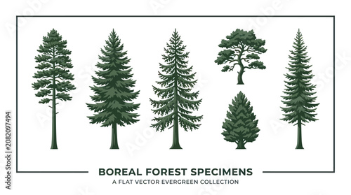 Evergreen tree collection