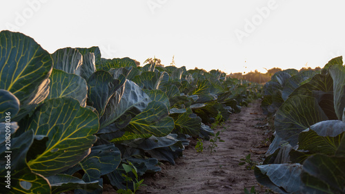Konstfotografi Cabbage plants grow in rows with sunlight coming down