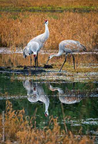 Sandhill Cranes and reflection in pond