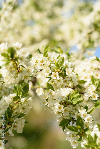 White Spring Blossoms on Tree Branch with Soft Bokeh