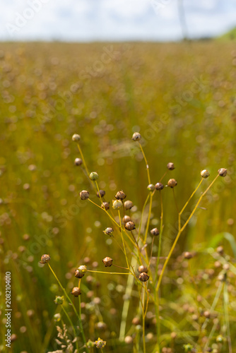 Dried seed pods clustered on tall slender stems in sunlit meadow with soft golden bokeh . High quality photo