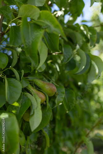 Closeup ripe pears nestled among glossy green leaves on orchard branch. High quality photo