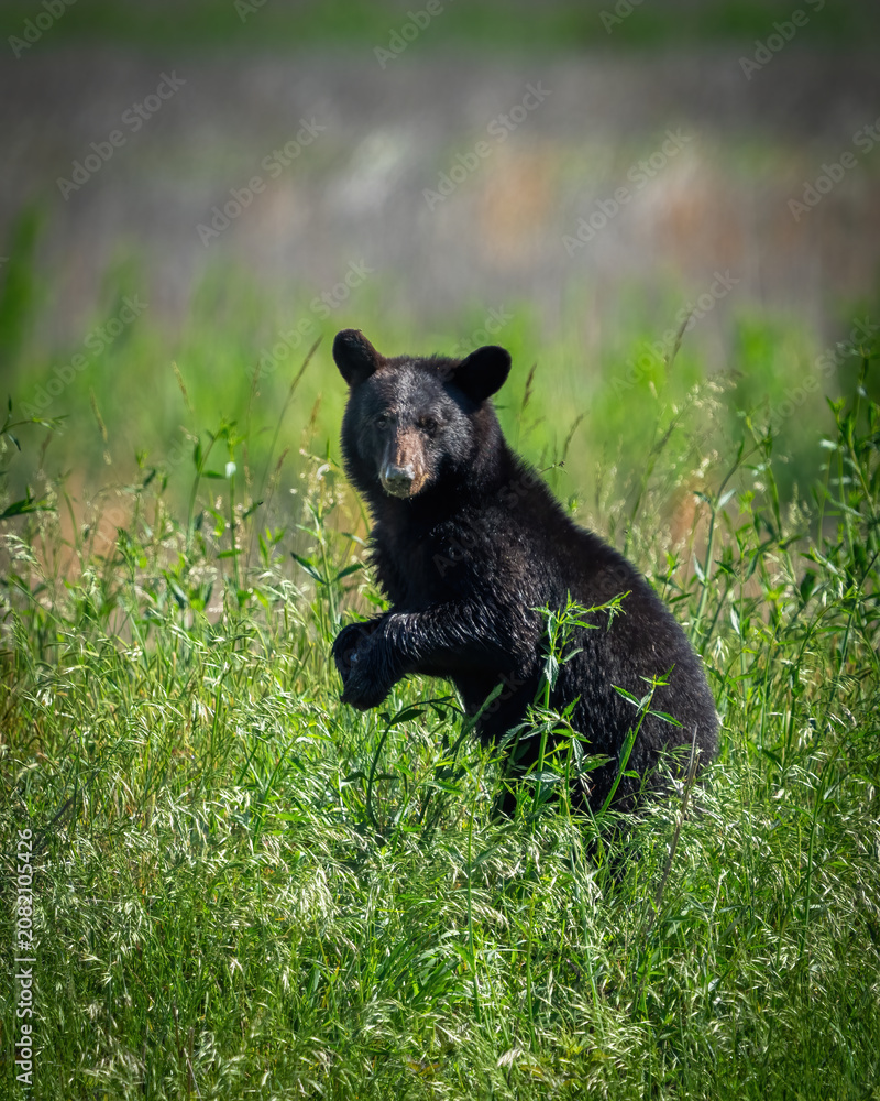 Naklejka premium Black Bear at Alligator River Wildlife Refuge in NC