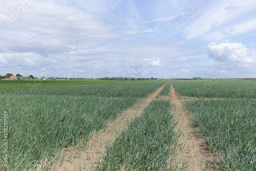 Onion field with parallel dirt tracks stretching toward distant horizon beneath broad cloudy sky. High quality photo