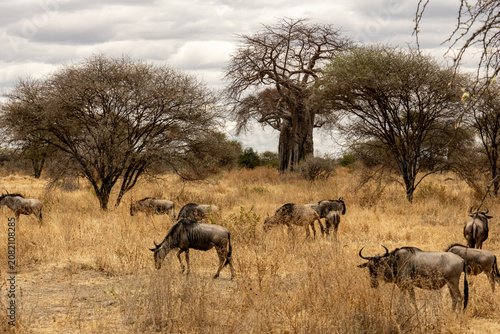 Photography Herd of wildebeest grazing in the dry grass near a baobab tree in Tarangire Nati