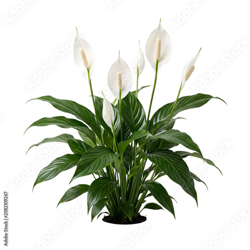Peace Lily (Spathiphyllum) Indoor Houseplant With White Flowers and Lush Green Leaves on Transparent Background