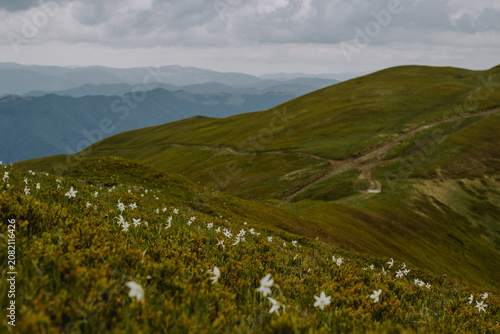 Obraz na plátně Rare wild narcissus scattered on green Carpathian mountain slope under cloudy sky