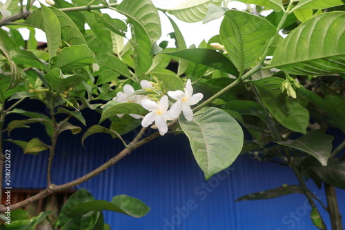 Delicate white jasmine blossoms in selective focus against a textured blue wall with green foliage