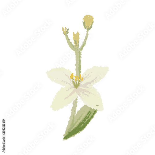 Aesthetic white flower illustration with green stem and bud in hand-drawn crayon texture. Minimalist botanical element isolated on white