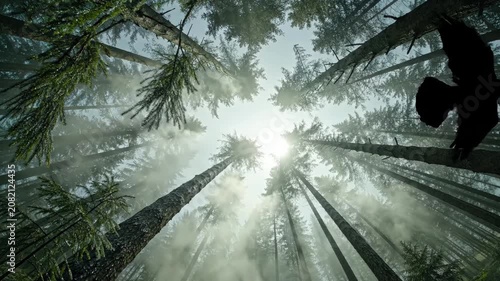 Low Angle View of Flying Bird in Foggy Pine Forest