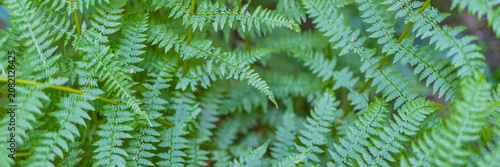 Photos Spiral fern frond closeup texture background with layered green pinnate leaves f