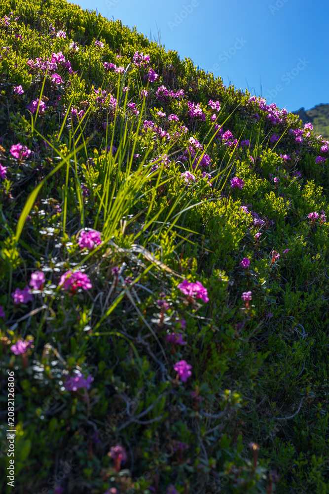 Fototapeta premium Sunlit alpine slope with pink wildflowers and grass for nature background and landscape wallpaper