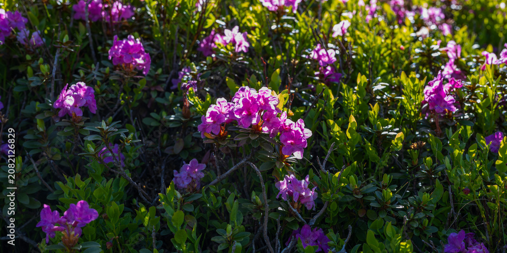 Fototapeta premium Close up of pink alpine flowers and green leaves for nature background and botanical wallpaper design