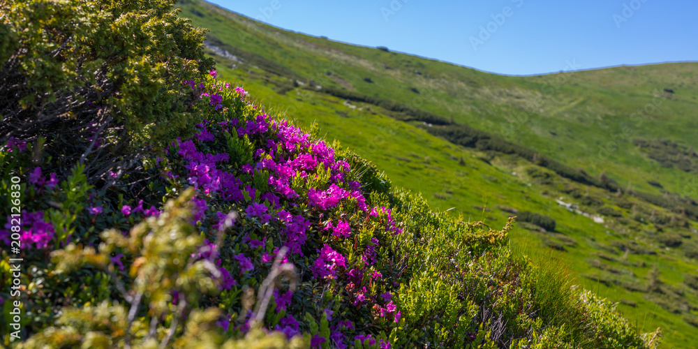 Fototapeta premium Panoramic alpine hillside with pink rhododendron blooms and green meadow for nature background and landscape wallpaper