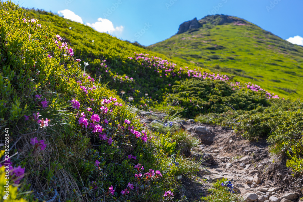 Fototapeta premium Sunny hillside hiking path lined with pink alpine flowers and green slopes for outdoor background and travel poster
