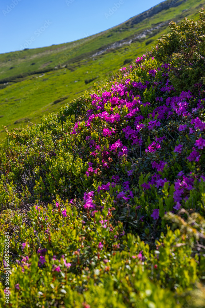Fototapeta premium Portrait view of alpine hillside covered in magenta rhododendron flowers for nature background and mobile wallpaper use