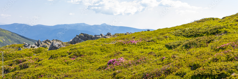 Fototapeta premium Panoramic alpine meadow with pink blooms and rocky outcrops with mountain range for banner and wallpaper design