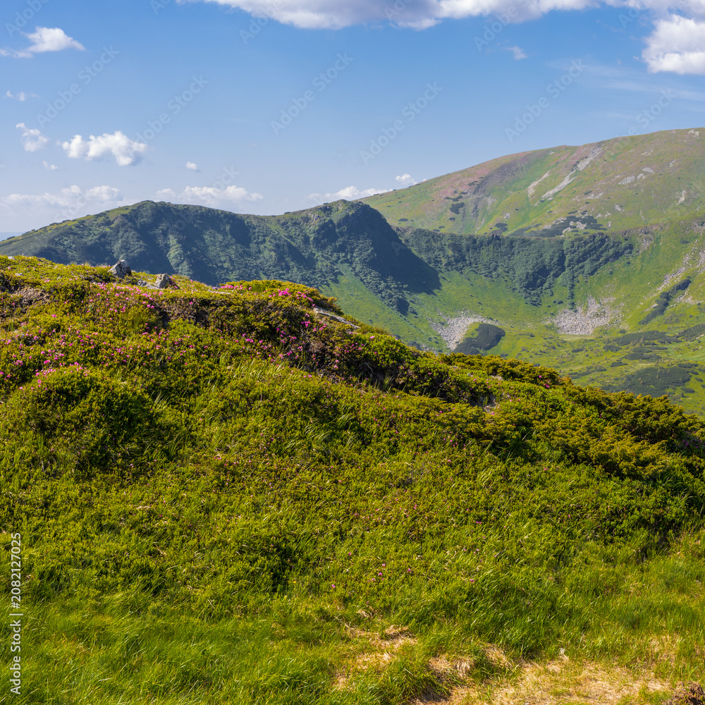 Fototapeta premium Mountain valley ridge meadow with pink heather and rocky outcrops for landscape background and wallpaper