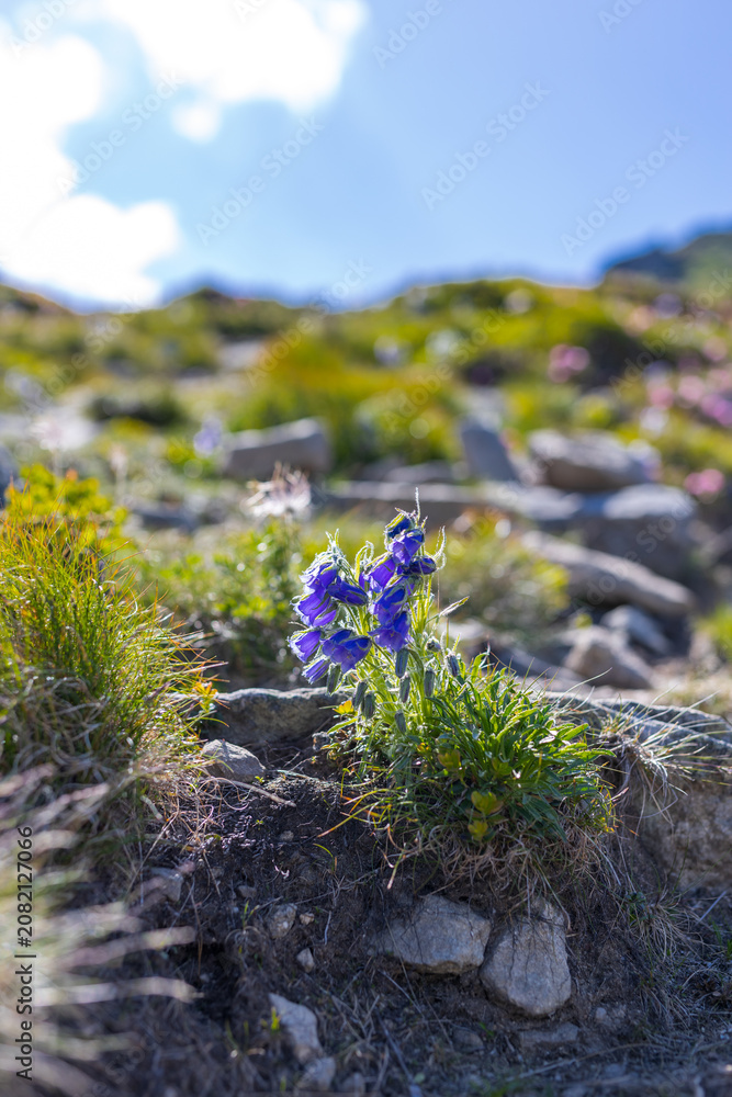 Fototapeta premium Closeup blue alpine bellflower growing on rocky mountain path for nature detail poster and botanical background design