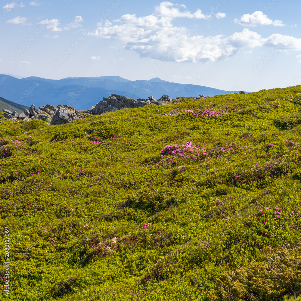 Fototapeta premium Close view of alpine meadow with clusters of pink flowers and distant blue mountains for nature wallpaper and background