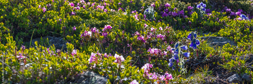 Fototapeta premium Alpine slope covered with pink and purple wildflowers and blue blooms for wallpaper and outdoor background design