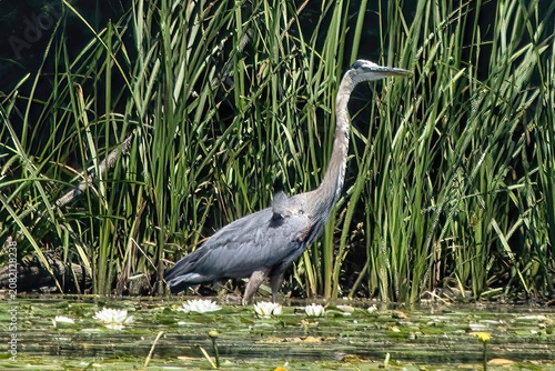 A Great Blue Heron wades in the shallow shoreline of the Bark River on a sunny Summer day near Summit, Wisconsin.