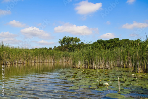 Sunny Summer day landscape of the peaceful Bark River passing by reeds and approaching a forest beneath a partly cloudy blue sky near Summit, Wisconsin.