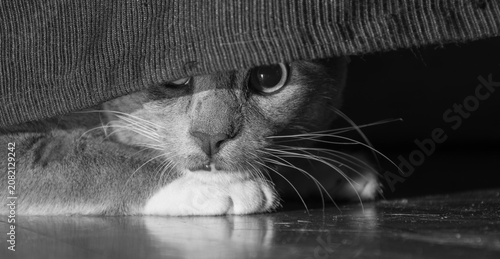 Foto Black and White Close Up of a Curious Cat Hiding Under Fabric