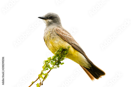 Cassin's Kingbird (Tyrannus vociferans), Perched Over a Transparent, Isolated PNG Background