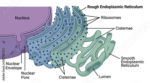 Tableau sur toile Detailed illustration of a cell's endoplasmic reticulum and nucleus with labeled components on a white background