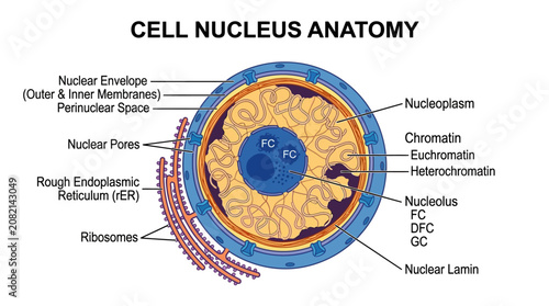 Canvas Print Detailed illustration of a cell nucleus anatomy with labeled components on a white background