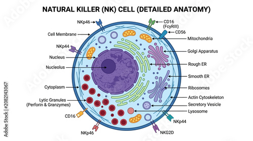 фотографія Detailed illustration of a natural killer cell with labeled organelles and structures on a white background