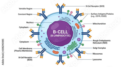 Schilderij op canvas Detailed illustration of a B-cell or B lymphocyte with labeled components, showcasing its structure and various receptors on a clean white background with educational and informative mood