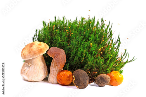 Obraz na płótnie Waldmoos und Pilze vor weißem Hintergrund